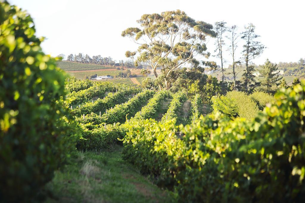 Hotel Brenaissance Wine & Stud Estate Stellenbosch Exteriér fotografie